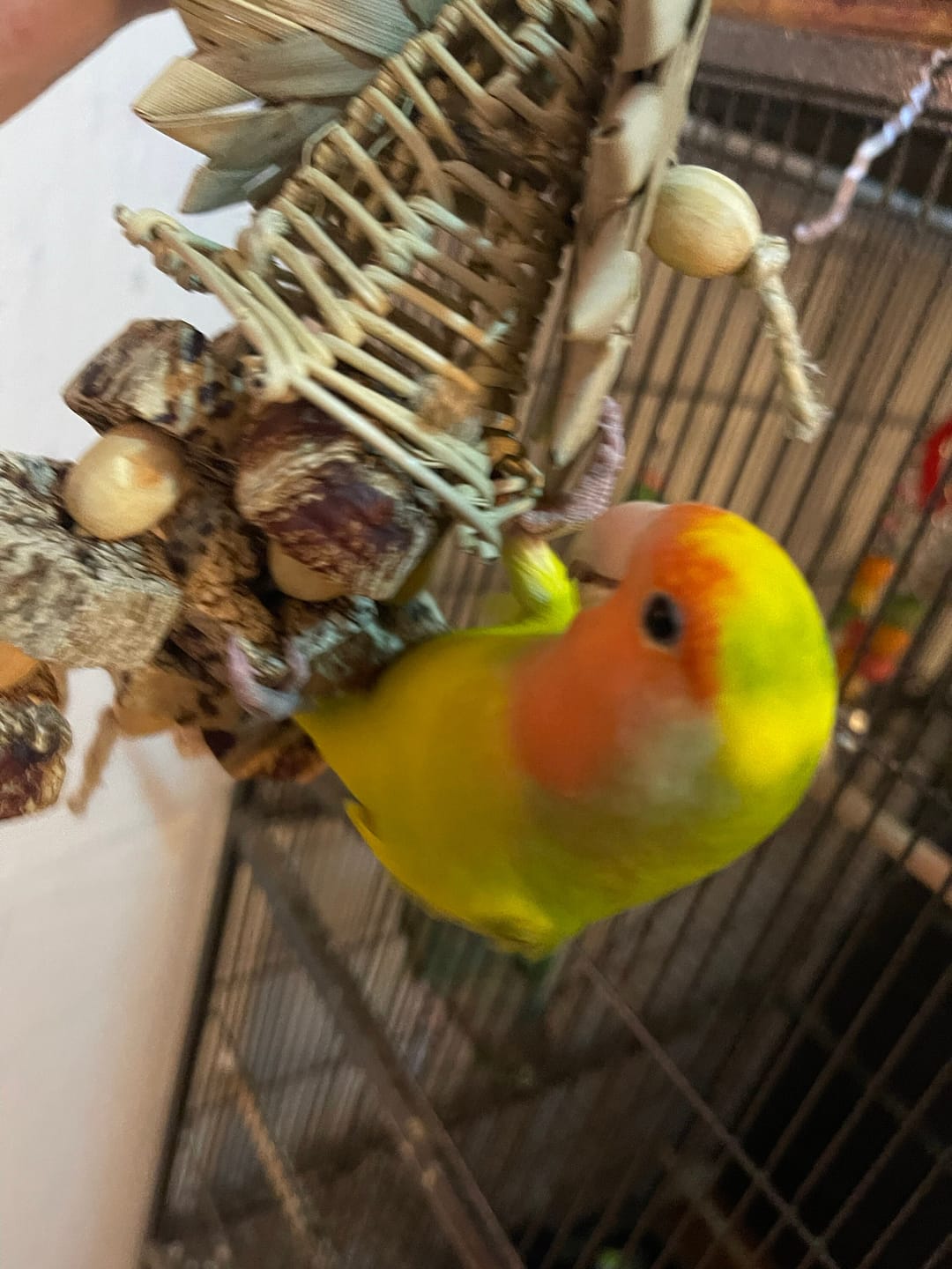 Cheep Thrills Bird Toys