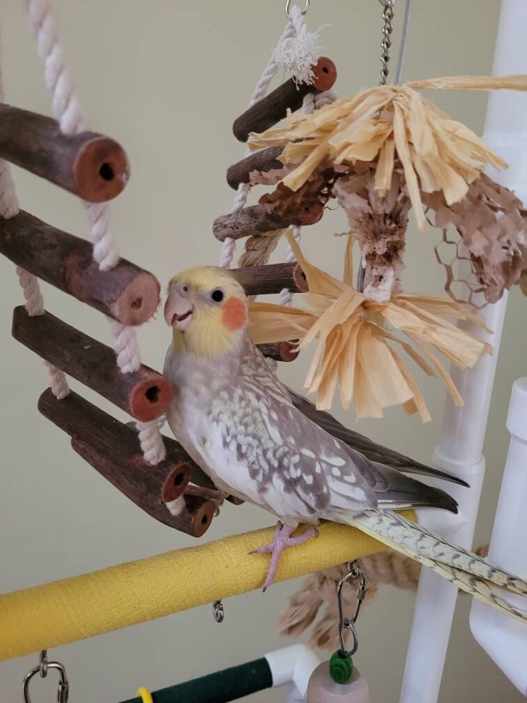 Mahogany Pods Cheep Thrills Bird Small Pet Toys